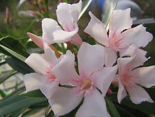 3 Oleander Stecklinge - Alsace