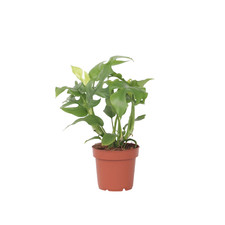 Plant in a Box  Fensterblatt