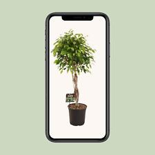 Ficus Benjamina Exotica -