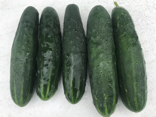 Gurkensamen freilandgurke - gurkensamen,