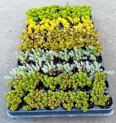 Pflanzen sedum mix - 60, sedum-mix