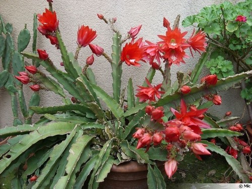 Orchideenkaktus epiphyllum - 2x,