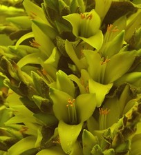 SAMEN winterharte frostharte