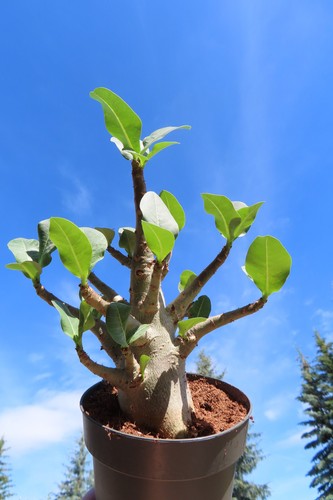 Adenium obesum wüstenrose - adenium,