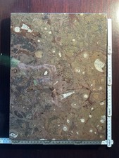 Fossilienplatte mit Ammoniten