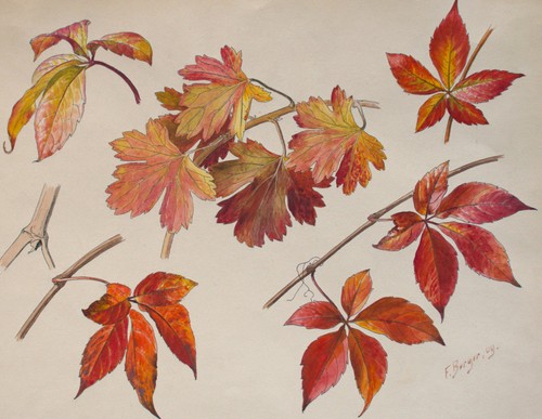 Fritz berger blätterstudie - fritz,