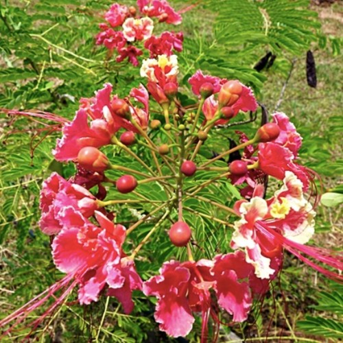 Pink pride barbados - pink,