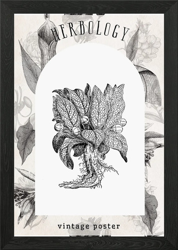 Vintage mandrake herbarium - mandrake,