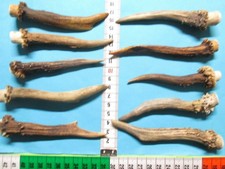 Rehstangen    Hirschhorn    Gehörn   Kauknochen   Geweihsnack  ( S 12 )