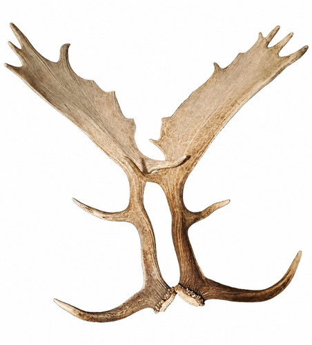Dammhirsch geweih