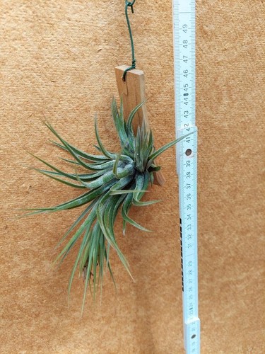Tillandsia kolbii mit - kolbii, ,