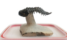 Beautiful Crotalocephalina