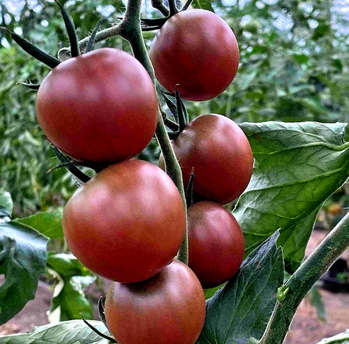 Tomatensamen - , (7+