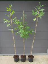 Pistacia terebinthus - Terpentin Pistazie - Pflanze 100-120cm Winterhart -15°C