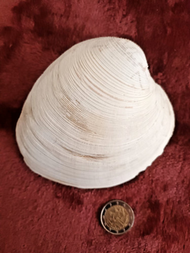 Mercenaria campechiensis - ,