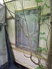 Tabbert Wohnwagenfenster Seitz Panorama ca 120 x 82 Hochkant komplett,mit Rollos