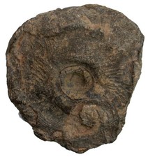 Karbon maxigoniatites - karbon,