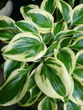 Hosta Funkie " Thumbelina " 