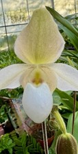Paphiopedilum De Perle
