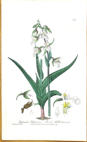 Antiker botanischer druck - antiker,