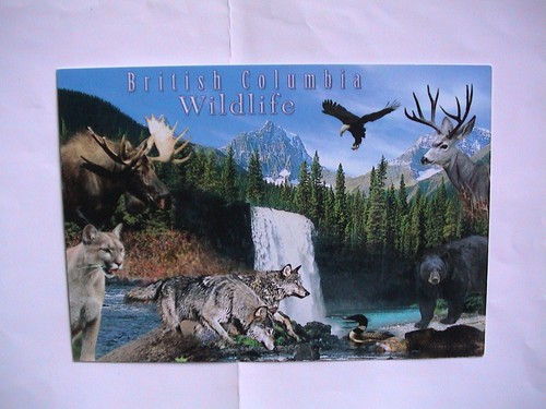 Bc canada - 🍁​🍁​,