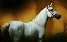 * ARABIAN    HORSE Postcard  *
