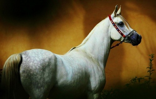 Arabian horse postcard - ,