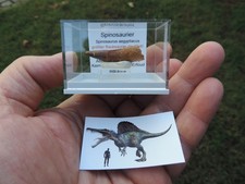 schöner Zahn vom Spinosaurus