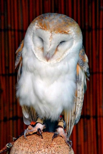 Scheuneneule tyto alba - scheuneneule,