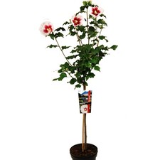 Garteneibisch Zwergbaum rot 80-110cm, Hibiscus Red Heart Formschnitt