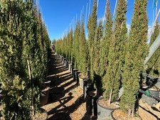 Sunny Tree - Mittelmeer Zypresse Totem - 140 CM