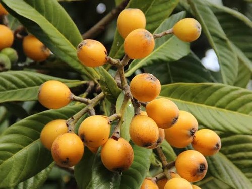 Eriobotrya japonica - ,