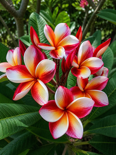 Sale2011 plumeria arctic star - sale2011,