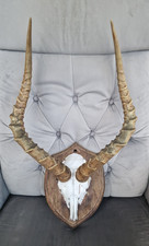 Impala Afrika Jagdtrophäe