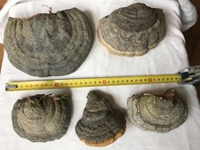 5x NATUR PUR! Baumpilze Zunderschwamm Pilz Wald Baum basteln Birke Deko