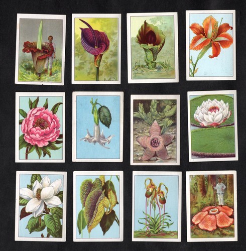 Riesenblumen nestle 1950 - riesenblumen,