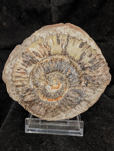 Ammonit aegocrioceras - ammonit,