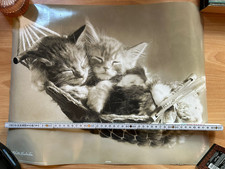 Wandposter Katzenbabys ca