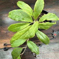 Hoya Ranauensis - Uncommon -