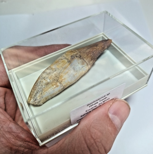 Zoll eozän fossil - zoll,
