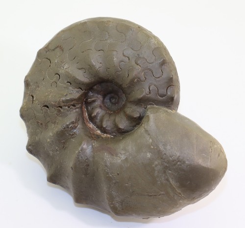 Ceratit ceratites - ceratit,,