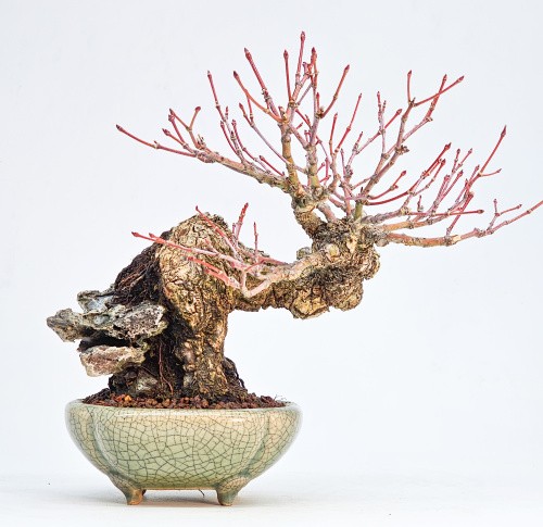 Bonsai premium fächerahorn - fächerahorn,