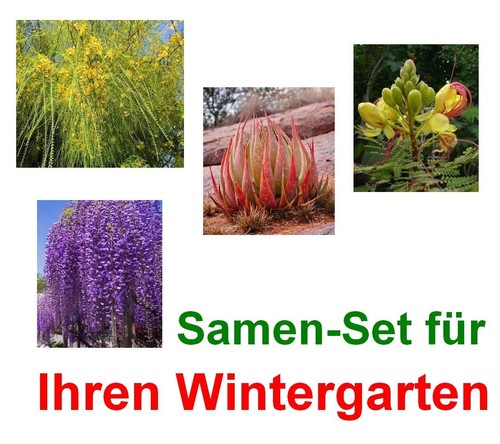Samen set für terrasse - samen,