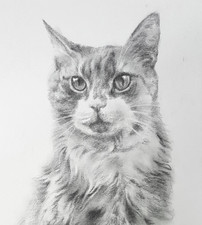 Tierportrait Portrait nach