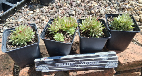 Sempervivum roswitha sehr - sempervivum,