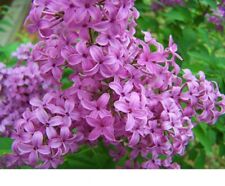 Schmetterlingsflieder buddleja davidii 20 Samen