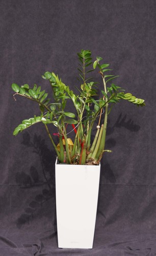 Blumentopf lechuza cubico - lechuza,