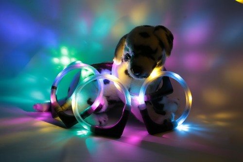 Leuchtie mini leuchthalsband - leuchtie,