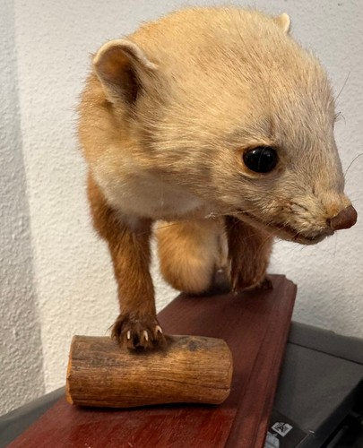 Marder tierpräparat mit - marder,