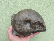 Großer nautilus aus - nautilus,